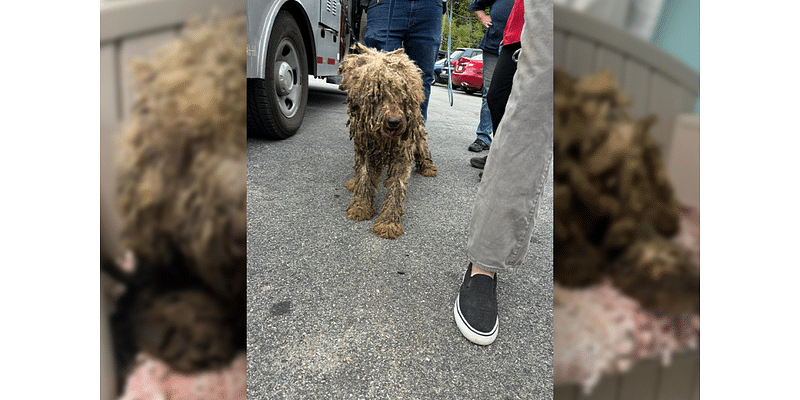 Couple charged after over a dozen pets found suffering in Blair County home