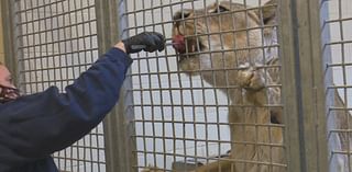 Behind the Scenes: Discover how Peoria Zoo trains its animals