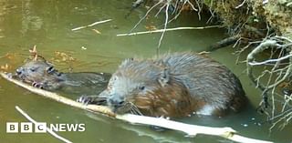 Beaver kits named Bobby and Barry by beaver scouts and pupils