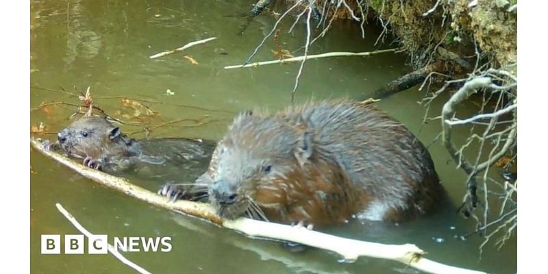 Beaver kits named Bobby and Barry by beaver scouts and pupils