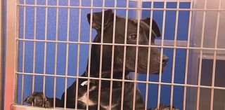 Can you adopt or foster a dog? ACCT Philly issues urgent plea due to overcrowded kennels