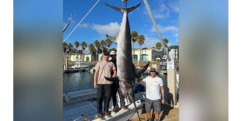 Fishermen catch 492-pound swordfish off coast of San Diego