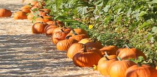 Where To Pick Pumpkins In Healdsburg This Fall