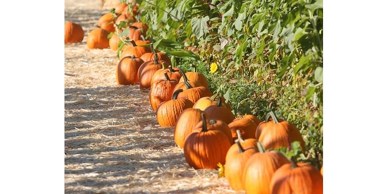 Where To Pick Pumpkins In Healdsburg This Fall