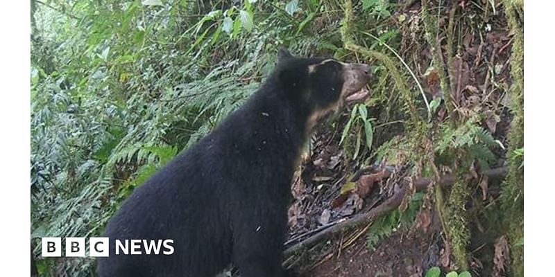 Paddington: Research project helps real