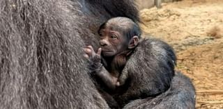 History made as critically-endangered baby western lowland gorilla born at Columbus Zoo