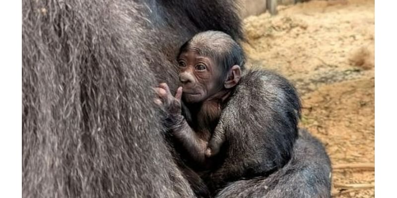 History made as critically-endangered baby western lowland gorilla born at Columbus Zoo
