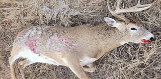 'Very disheartening': White-tailed buck shot, left to waste in Potomac