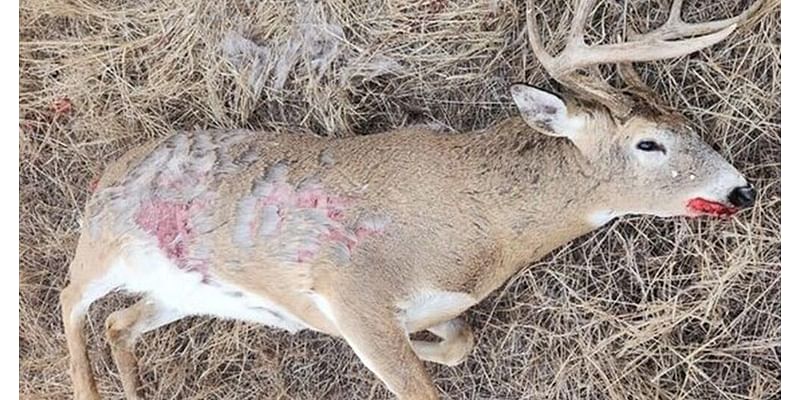 'Very disheartening': White-tailed buck shot, left to waste in Potomac