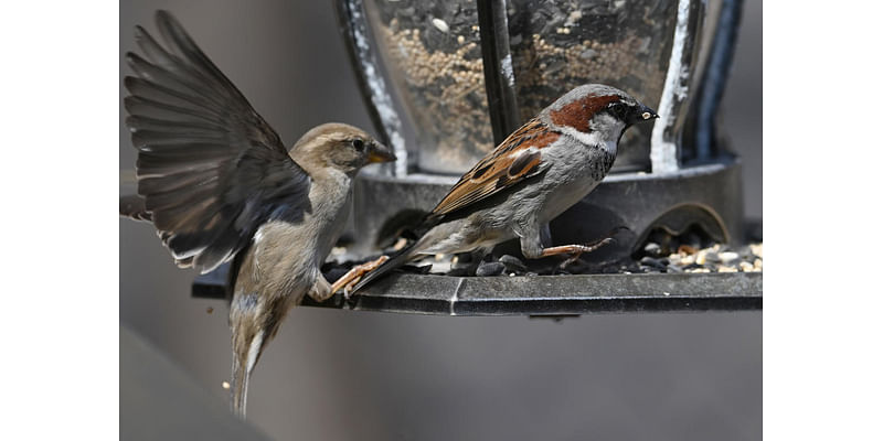 St. Paul and Minneapolis bird alliances drop ‘Audubon’ from their names