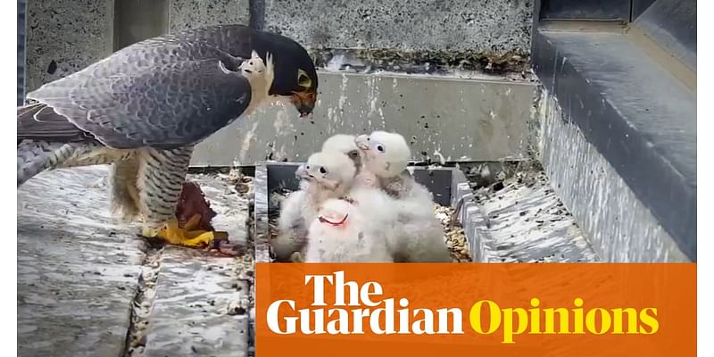 Life amid the carcasses and droppings: what I learned from watching Melbourne’s peregrines on webcam