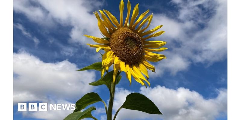 Your photos from the West Midlands: Sunflower, spider web and swan