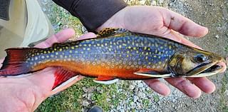 This Minnesota brook trout turns fall colors