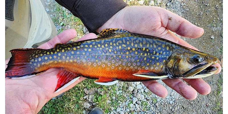 This Minnesota brook trout turns fall colors