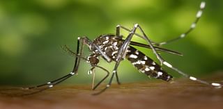 San Diego County Investigating First Ever Case of Locally Acquired Dengue