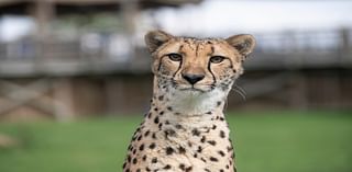 Ohio zoo’s cheetah, which made history with IVF pregnancy, dies of liver disease