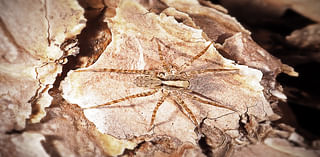 ‘Spectacularly Preserved’ New Spider Species Found Fossilized in Fool's Gold