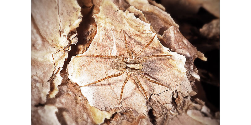 ‘Spectacularly Preserved’ New Spider Species Found Fossilized in Fool's Gold