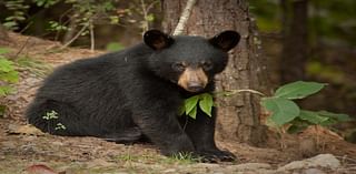 You Can Bag A Bear In Bergen County This Month. A Protest Is Scheduled. Here's Why.