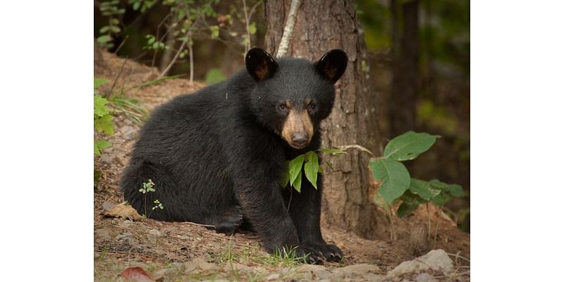 You Can Bag A Bear In Bergen County This Month. A Protest Is Scheduled. Here's Why.