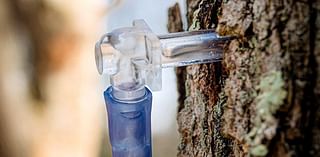 Learn how to make maple syrup at Auburn college workshop