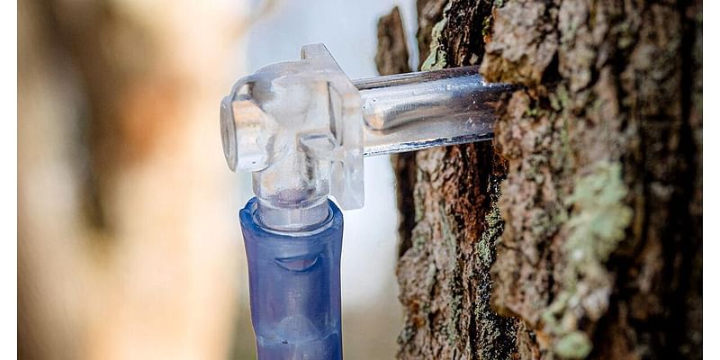 Learn how to make maple syrup at Auburn college workshop