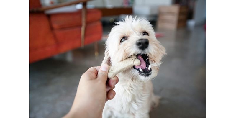 Humane Society shelter closed for 2.5 weeks