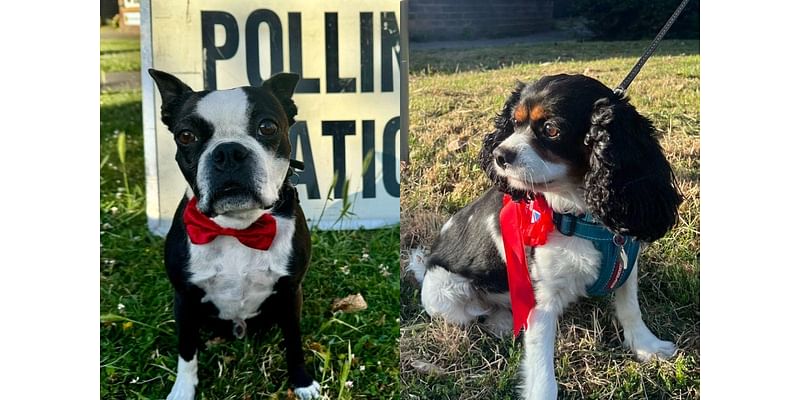 Dogs rock bows and rosettes at polling stations on election day