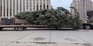 Daytonnenbaum: Tree arrives downtown for this year’s Holiday Festival