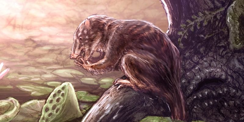 Scientists identify new mammal ‘swamp dweller’ that coexisted with dinosaurs