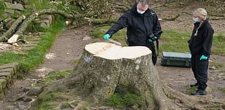 How shopkeepers near Sycamore Gap are cashing in a year after the world famous tree was chopped down: From £14 prints to £135 earrings