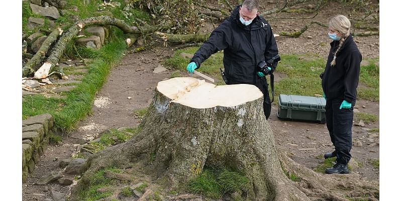 How shopkeepers near Sycamore Gap are cashing in a year after the world famous tree was chopped down: From £14 prints to £135 earrings