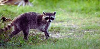 Pet kills rabid raccoon in N.J. backyard, authorities say