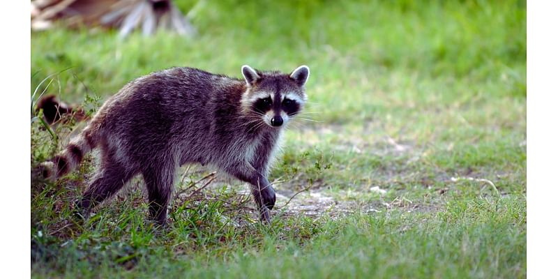 Pet kills rabid raccoon in N.J. backyard, authorities say