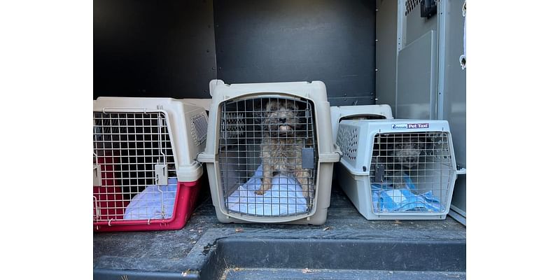 Middleboro woman who allegedly kept pets in unhealthy conditions arraigned on animal cruelty charges