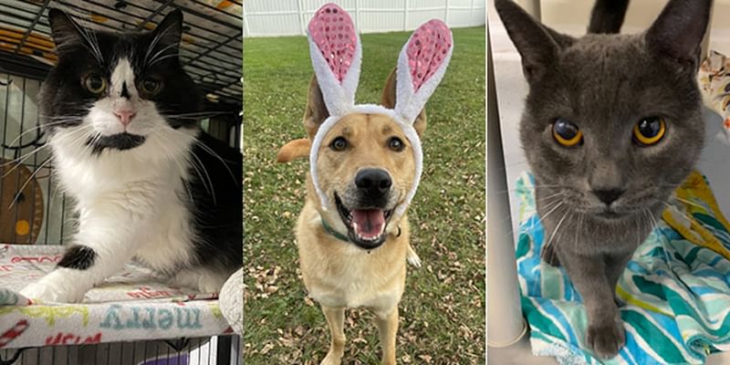 Pets with Potential: Meet Poppie, Caroline, and Snakizer