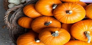 Texas Pumpkins Are Pound-For-Pound Prettier And Pricier