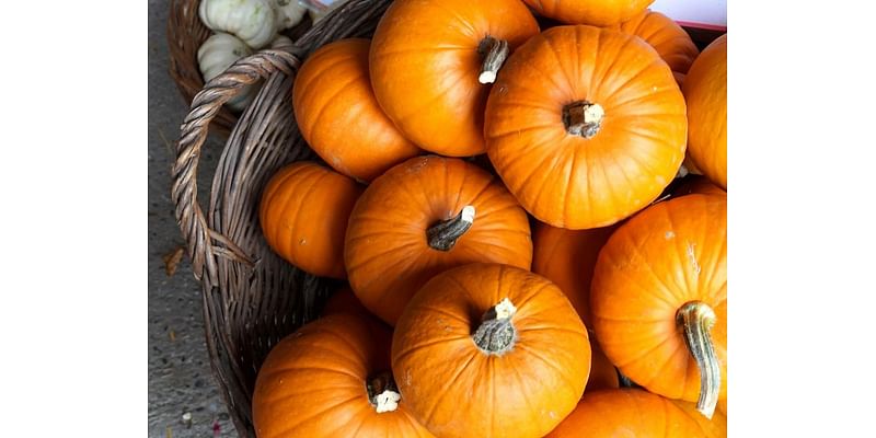 Texas Pumpkins Are Pound-For-Pound Prettier And Pricier