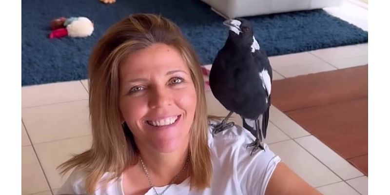 Molly the Magpie could be separated from her Staffordshire terrier friends AGAIN as fresh legal twist threatens to split family