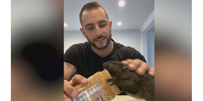 ‘Grief, anger’ for P’Nut the Squirrel’s owner after animal’s death | Morning in America