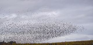 Sky Ballet: Starling murmuration dazzles near Salem (video)