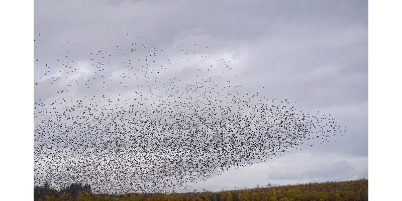 Sky Ballet: Starling murmuration dazzles near Salem (video)