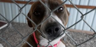 'BarkFest' aims to raise money for Fort Benton animal shelter