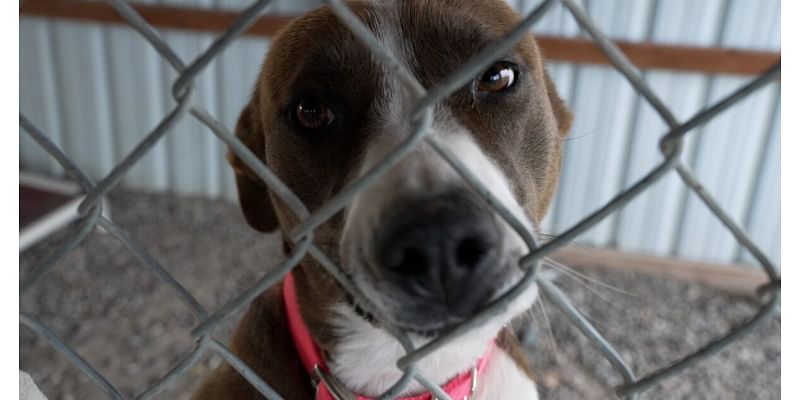 'BarkFest' aims to raise money for Fort Benton animal shelter