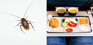 Woman Allegedly Finds Cockroach in Airline Omelet She Was Sharing with Her Toddler