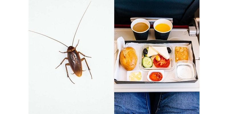 Woman Allegedly Finds Cockroach in Airline Omelet She Was Sharing with Her Toddler