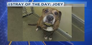 Stray of the Day: Meet Joey