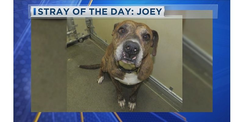 Stray of the Day: Meet Joey