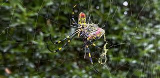 'Flying' venomous Joro spiders spotted for the first time in this state