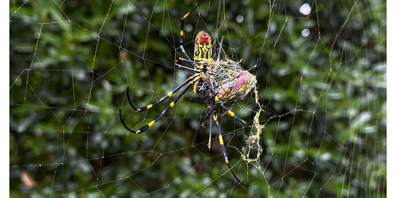 'Flying' venomous Joro spiders spotted for the first time in this state